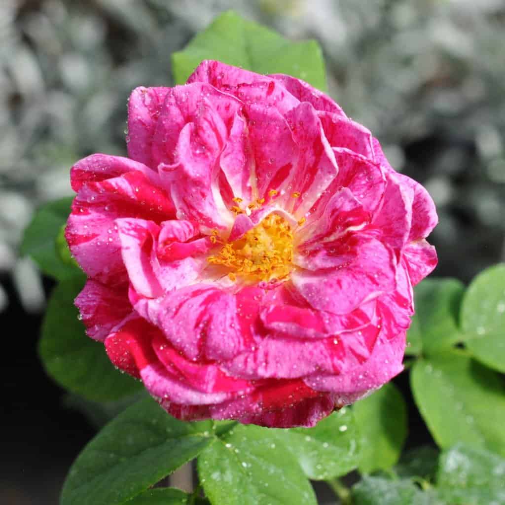 Rosa 'Ferdinand Pichard' ---